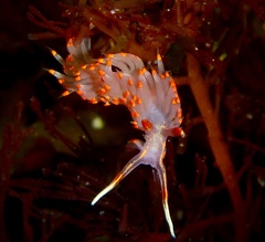 Austraeolis stearnsi