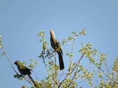 Corythaixoides concolor