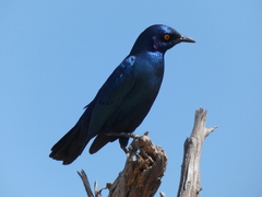 Lamprotornis chalybaeus