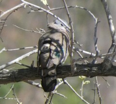Turtur chalcospilos