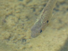 Lepomis gibbosus