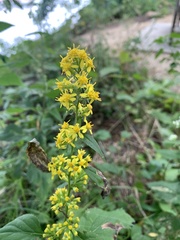 Solidago flexicaulis