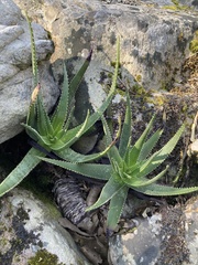 Aloe succotrina