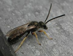 Seladonia