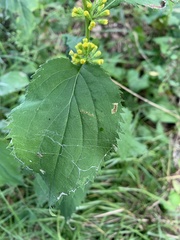 Solidago flexicaulis