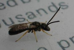 Seladonia