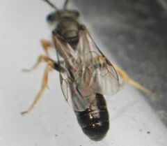 Seladonia