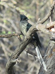 Clamator levaillantii