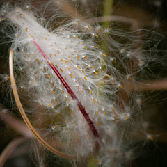 Eriophorum gracile