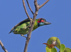 Psilopogon duvaucelii