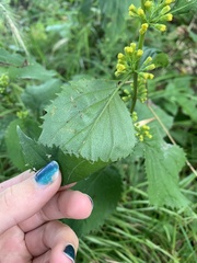 Solidago flexicaulis