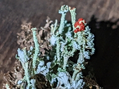 Cladonia bellidiflora