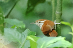 Thryophilus rufalbus