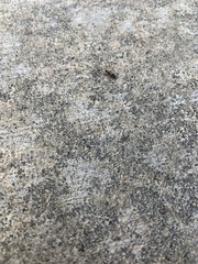 Myrmentoma