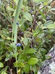 Vaccinium myrtilloides
