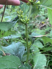 Solidago flexicaulis