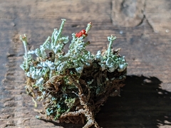 Cladonia bellidiflora