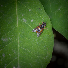 Sericomyia chalcopyga