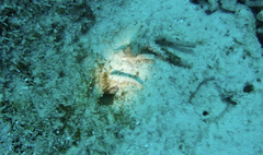 Gnatholepis thompsoni