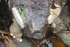 Fusitriton oregonensis