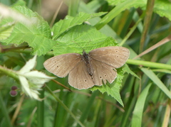 Aphantopus hyperantus