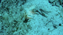 Gnatholepis thompsoni