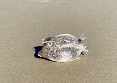 Acanthostracion polygonium