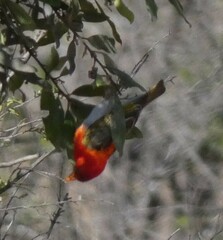 Anaplectes rubriceps