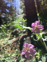 Geranium caespitosum