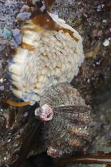 Fusitriton oregonensis