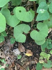 Asarum