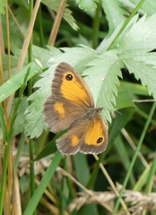 Pyronia tithonus