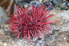 Mesocentrotus franciscanus