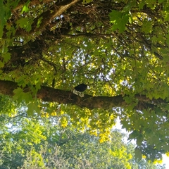 Corvus brachyrhynchos