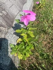 Catharanthus roseus