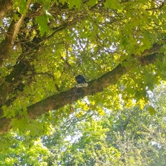 Corvus brachyrhynchos