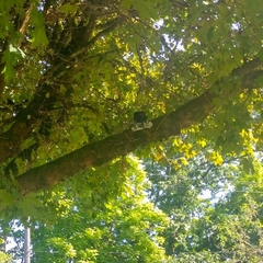 Corvus brachyrhynchos