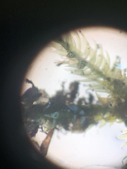 Sematophyllum demissum
