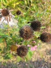Echinacea purpurea