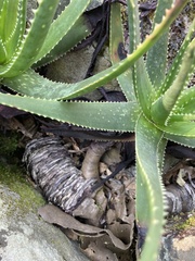 Aloe succotrina