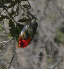 Anaplectes rubriceps