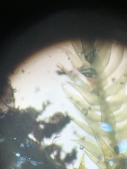 Sematophyllum demissum