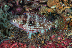 Oxycheilinus bimaculatus