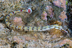 Corythoichthys flavofasciatus