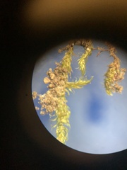 Sematophyllum demissum