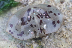 Cryptolithodes sitchensis