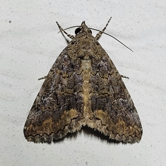 Eubolina impartialis