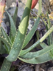 Aloe succotrina