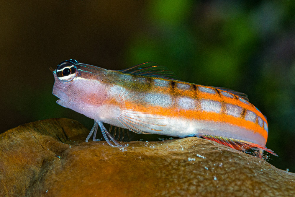 Bath's Combtooth Blenny