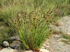 Juncus gerardi